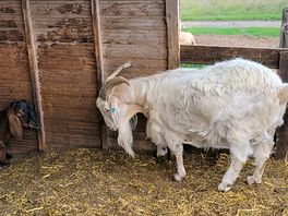 Goats