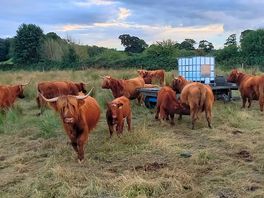 Scottis cows