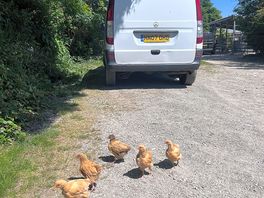 Free roaming