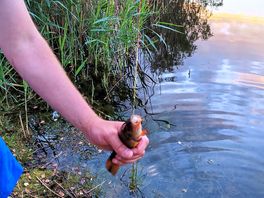 Tench
