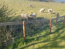 Friendly sheep