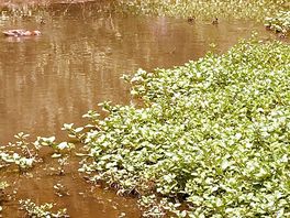 Little pond with ducks on site