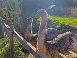Farm animals
