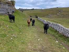 Cows