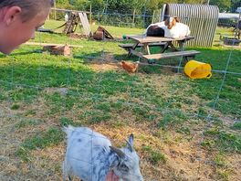 Goats