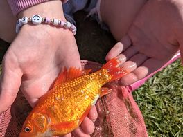 Goldfish we caught