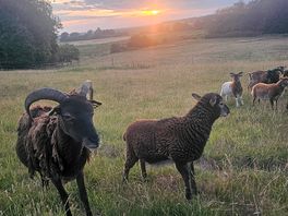 Your local neighbours