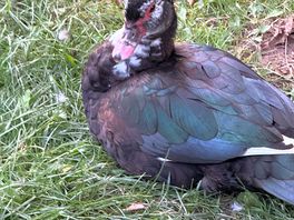 Mama duck