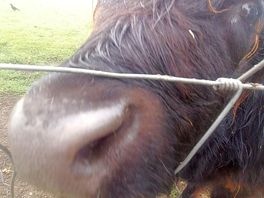 Moo cows
