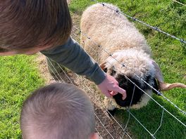 Sheep
