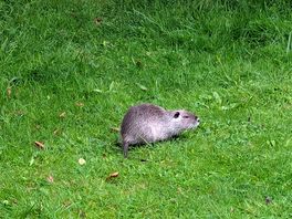 Wildlife was great