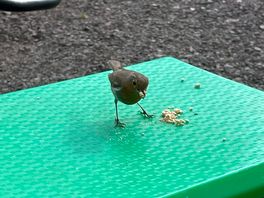 Little robin kept popping in to see us