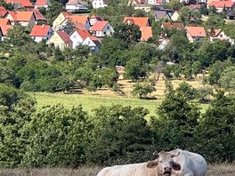 The vieuw