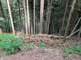The woods