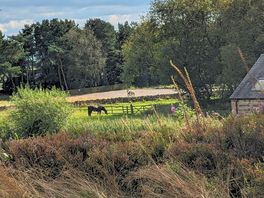 Horses