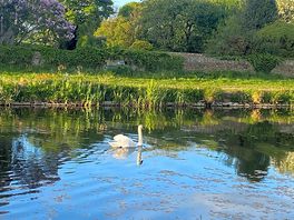 Swan on the canal