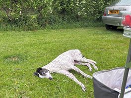 Very dog friendly