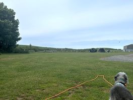 Olive the bedlington enjoying the view