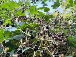 Blackberries
