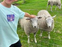 Sheep