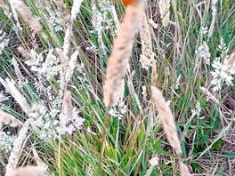 Wildlife