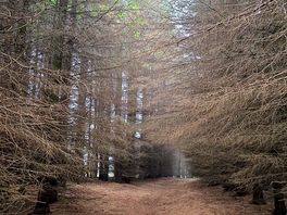 Hike