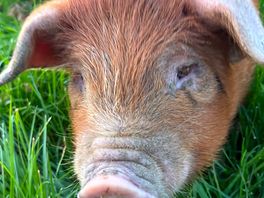 Piggy visitors