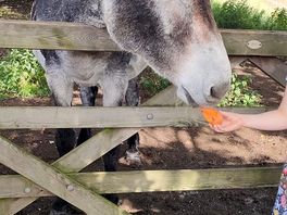 Donkey resident