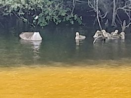 Canadian geese with goslings