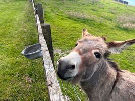 Lovely donkeys