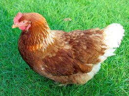 Cheeky chickens