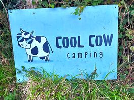 Really cool 😎 🐮