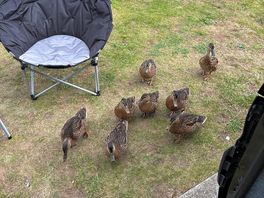 Morning visitors😂