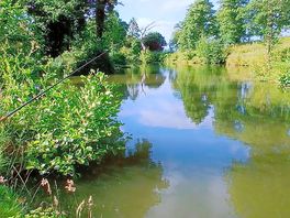 View of dead tree fishing lake.