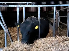 Bulls are securely locked away.