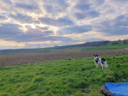 Hund