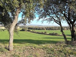 Agrcola siurana