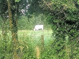 Field of curious cows.