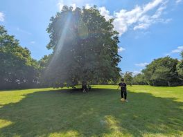 Central oak tree