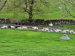Sheep