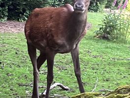 Stag at the chateau