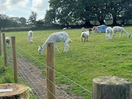 Animals at camp site