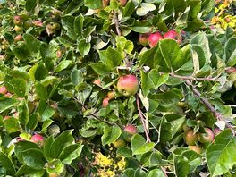Apple tree