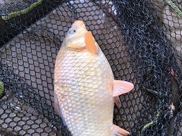 One of my sons catch of the day