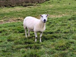 Clive the sheep