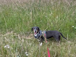 Great dog walks
