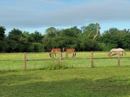 Breakfast watching the horses