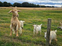 Friendliest goats you will meet!