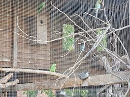 More birds