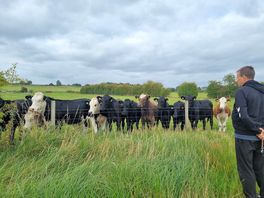 Lots of animals round